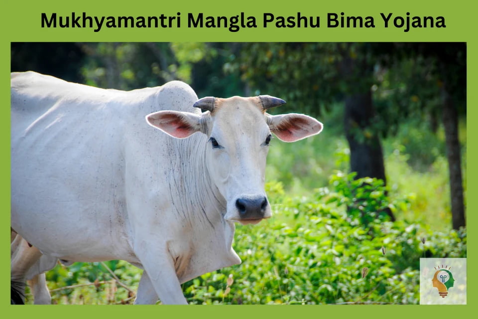 Mukhyamantri Mangla Pashu Bima Yojana