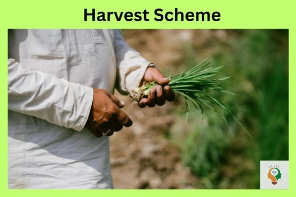 Harvest Scheme