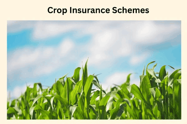 Crop Insurance Scheme