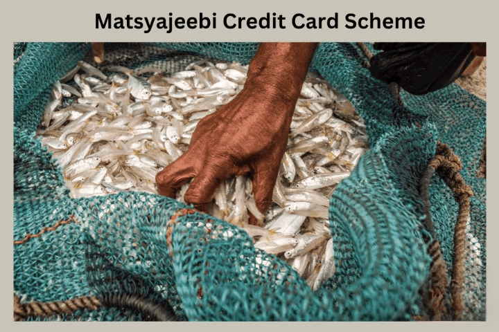Matsyajeebi Credit Card scheme