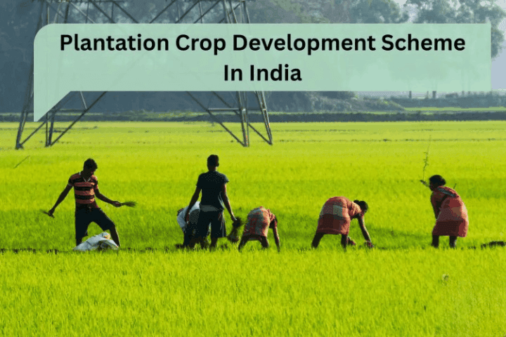 Plantation Crop Development Scheme