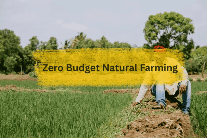 Zero Budget Natural Farming Scheme